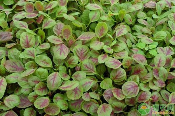 春季莧菜種植技術(shù)與方法-圖片版權(quán)歸惠農(nóng)網(wǎng)所有