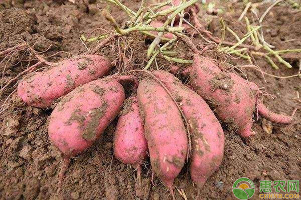 红薯的虫害有哪些？应该如何防治？-图片版权归惠农网所有
