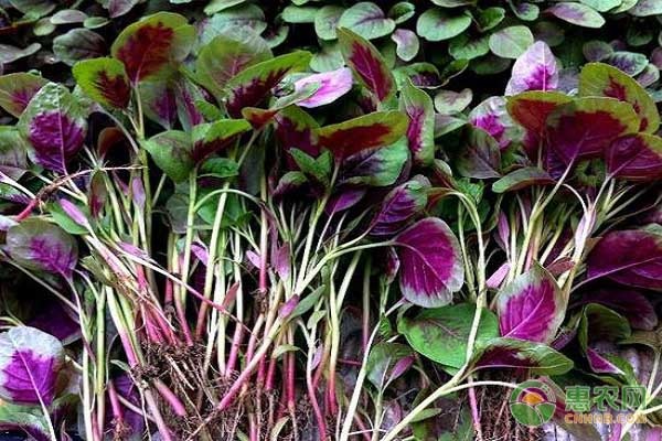春季莧菜種植技術(shù)與方法-圖片版權(quán)歸惠農(nóng)網(wǎng)所有