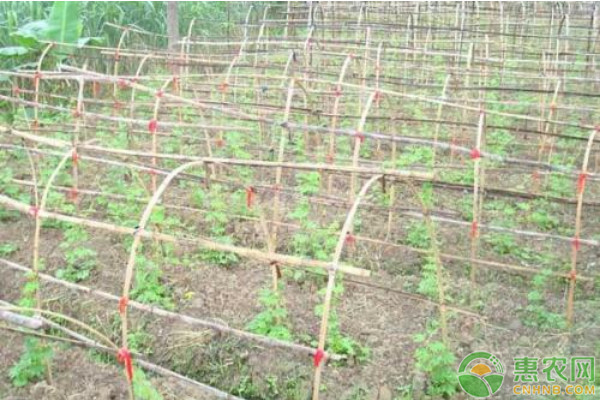 春季苦瓜种植技术要点-图片版权归惠农网所有