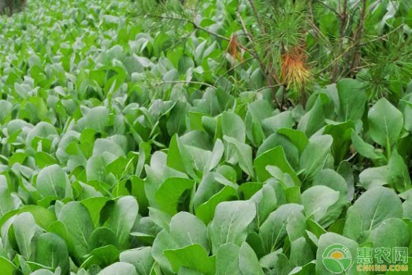 油菜僵苗的原因及防治方法-图片版权归惠农网所有
