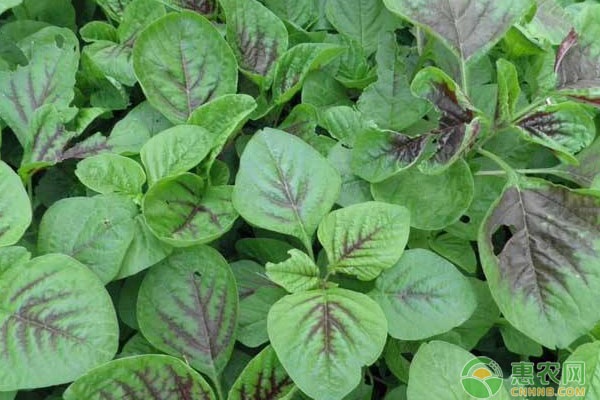 春季莧菜種植技術(shù)與方法-圖片版權(quán)歸惠農(nóng)網(wǎng)所有