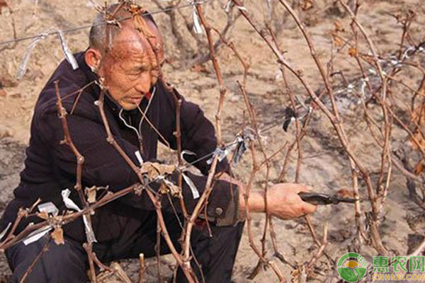 葡萄什么時間修剪好？葡萄冬剪的操作方法及注意事項-圖片版權歸惠農(nóng)網(wǎng)所有