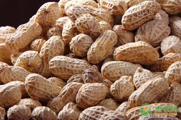 最新的花生行情走势介绍(附3月27日花生价格)
