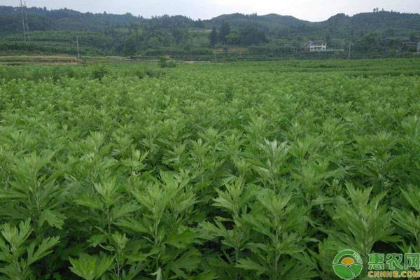 艾白粉病如何防治？艾白粉病有哪些常见特点？-图片版权归惠农网所有