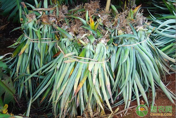 菠蘿田間種植管理技術(shù)-圖片版權(quán)歸惠農(nóng)網(wǎng)所有