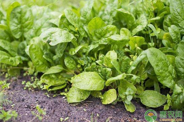 菠菜斑点病如何防治？菠菜斑点病的常见特征-图片版权归惠农网所有