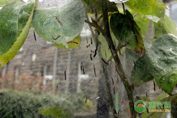 桉树大毛虫怎么防治？桉树大毛虫有哪些特征？-图片版权归惠农网所有