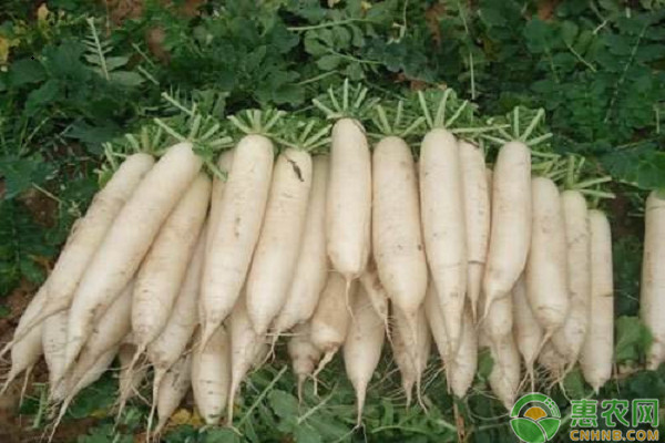 春季蘿卜種植管理方法-圖片版權(quán)歸惠農(nóng)網(wǎng)所有