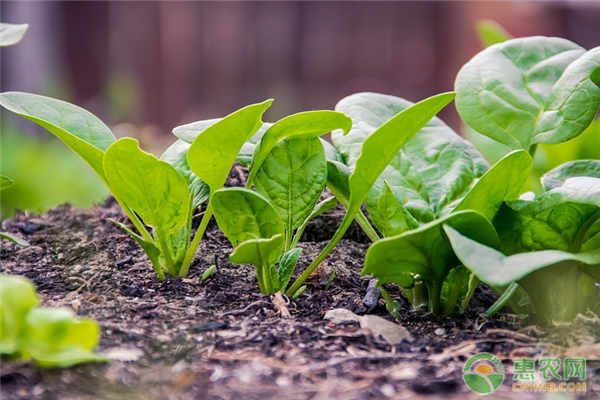 菠菜低温障碍发病原因？菠菜如何安全越冬？-图片版权归惠农网所有