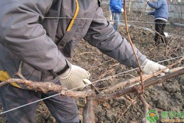 葡萄什么時間修剪好？葡萄冬剪的操作方法及注意事項-圖片版權歸惠農(nóng)網(wǎng)所有
