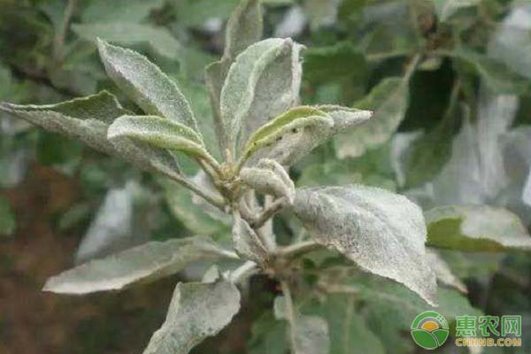 薄荷白粉病如何防治？薄荷白粉病的常見特征-圖片版權(quán)歸惠農(nóng)網(wǎng)所有