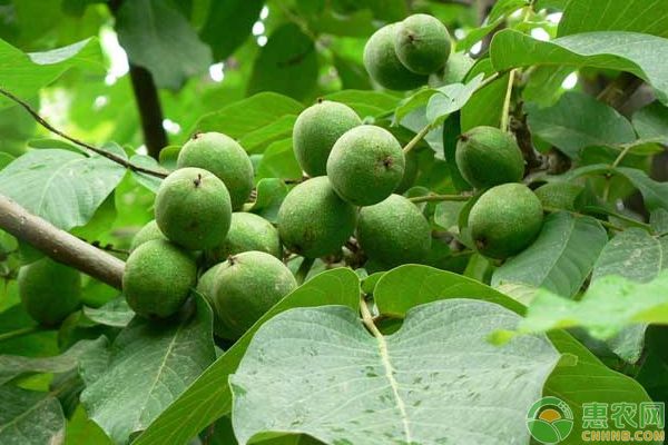 山核桃高產(chǎn)種植管理技術(shù)-圖片版權(quán)歸惠農(nóng)網(wǎng)所有