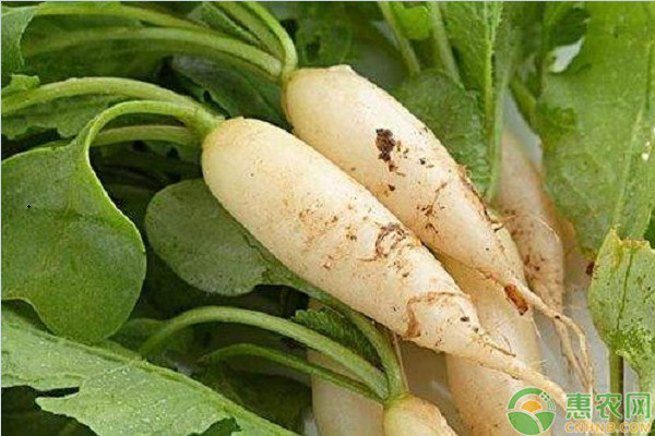 春季蘿卜種植管理方法-圖片版權(quán)歸惠農(nóng)網(wǎng)所有