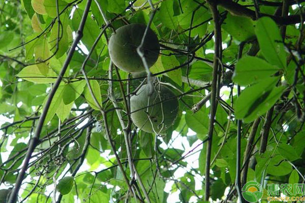油渣果種植技術(shù)方法-圖片版權(quán)歸惠農(nóng)網(wǎng)所有