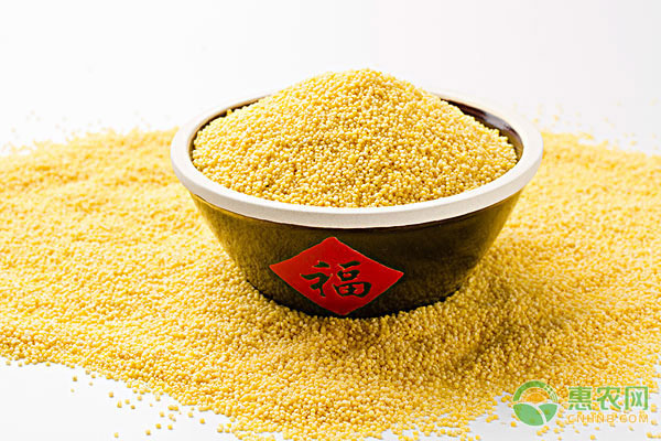 小米的高產(chǎn)種植技術(shù)-圖片版權(quán)歸惠農(nóng)網(wǎng)所有