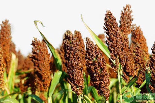高粱种植技术分享-图片版权归惠农网所有