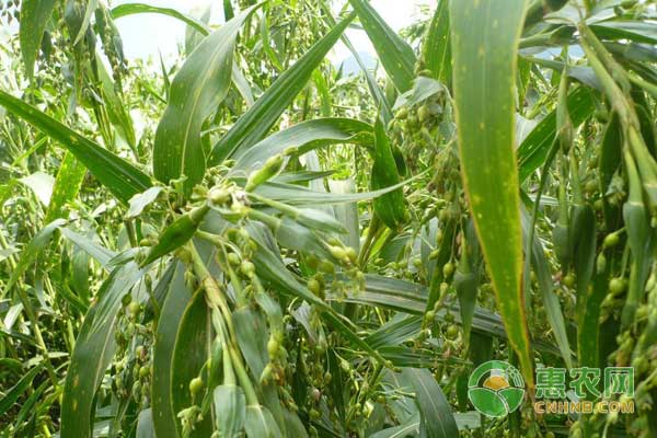 薏米種植過程中需注意這七大點-圖片版權(quán)歸惠農(nóng)網(wǎng)所有