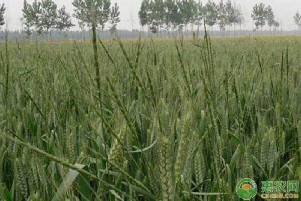 小麥春季管理要點-圖片版權(quán)歸惠農(nóng)網(wǎng)所有