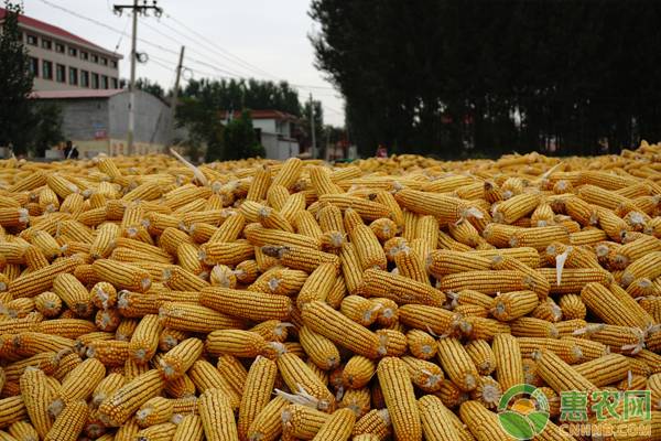 现在玉米价格多少钱一吨?2020玉米最新行情走势