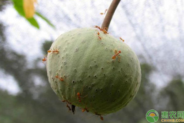 油渣果種植技術(shù)方法-圖片版權(quán)歸惠農(nóng)網(wǎng)所有
