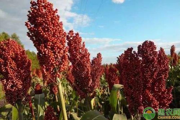 高粱种植技术分享-图片版权归惠农网所有