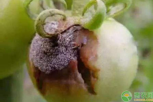 番茄晚疫病發(fā)生原因及防治方法-圖片版權(quán)歸惠農(nóng)網(wǎng)所有