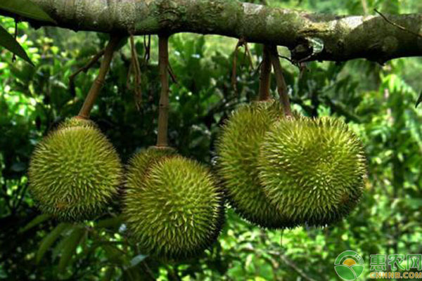 榴蓮高產(chǎn)種植技術(shù)-圖片版權(quán)歸惠農(nóng)網(wǎng)所有