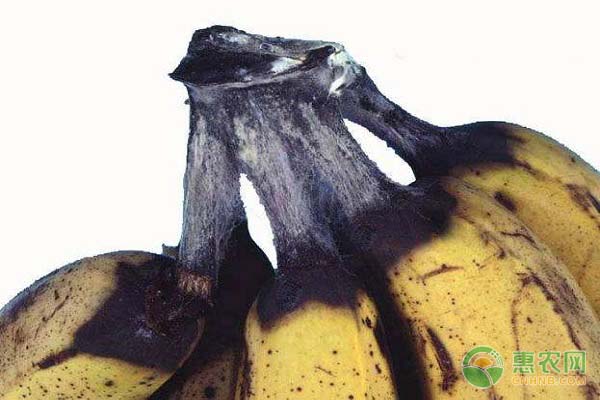 香蕉冠腐病的病因、病癥及防治方法-圖片版權(quán)歸惠農(nóng)網(wǎng)所有