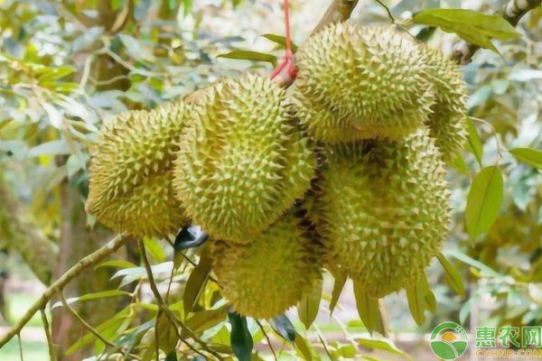 榴蓮種植時間和種植方法-圖片版權(quán)歸惠農(nóng)網(wǎng)所有