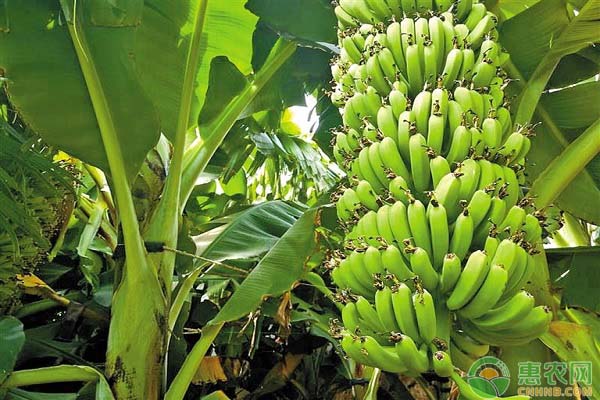 香蕉冠腐病的病因、病癥及防治方法-圖片版權(quán)歸惠農(nóng)網(wǎng)所有