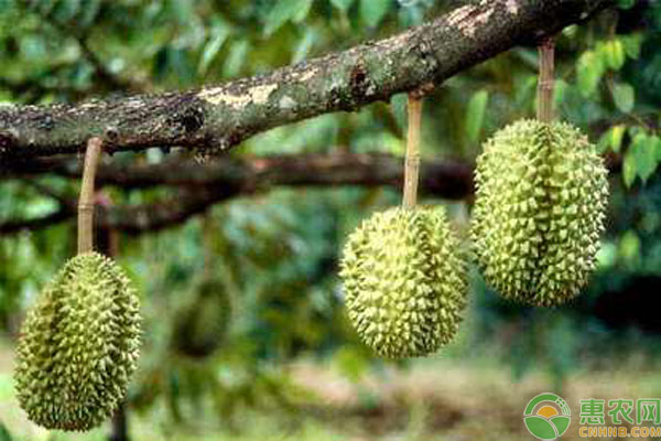 榴蓮種植時間和種植方法-圖片版權(quán)歸惠農(nóng)網(wǎng)所有