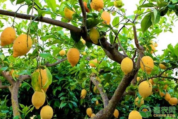 檸檬種植技術(shù)和方法-圖片版權(quán)歸惠農(nóng)網(wǎng)所有