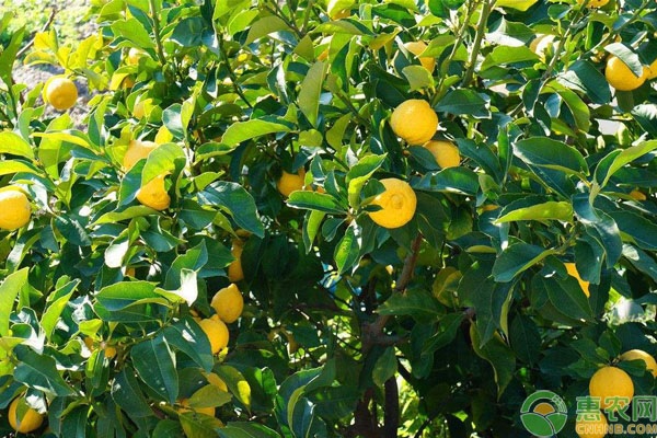 柠檬种植技术和方法-图片版权归惠农网所有