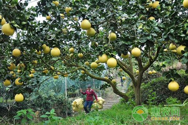 柚子高產(chǎn)栽培管理要點(diǎn)-圖片版權(quán)歸惠農(nóng)網(wǎng)所有