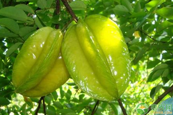 楊桃高產(chǎn)種植技術(shù)-圖片版權(quán)歸惠農(nóng)網(wǎng)所有