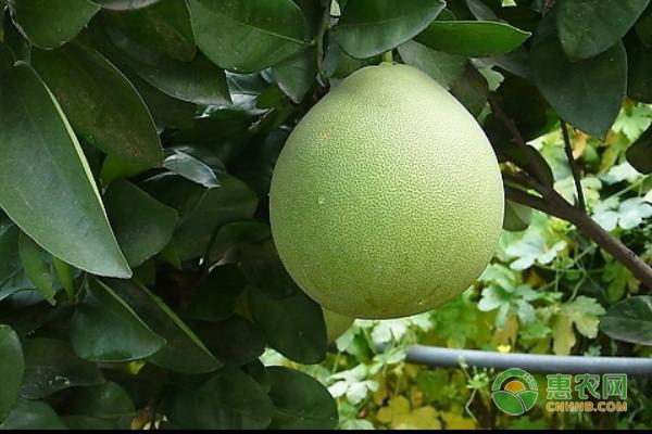 柚子優(yōu)質(zhì)高產(chǎn)種植技術(shù)-圖片版權(quán)歸惠農(nóng)網(wǎng)所有