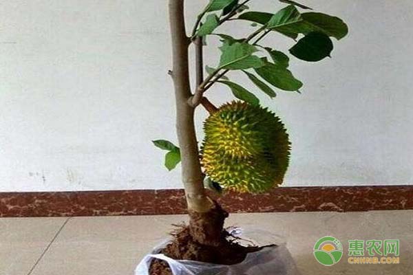榴蓮盆栽種植及養(yǎng)護(hù)要點(diǎn)-圖片版權(quán)歸惠農(nóng)網(wǎng)所有