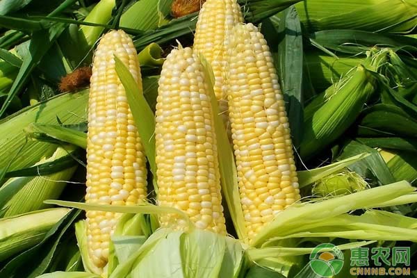 4月玉米价格最新行情