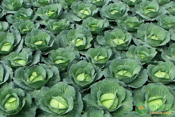 包菜高產(chǎn)種植技術(shù)-圖片版權(quán)歸惠農(nóng)網(wǎng)所有