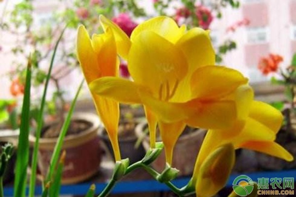 4月种植什么花？养护要点有哪些？-图片版权归惠农网所有