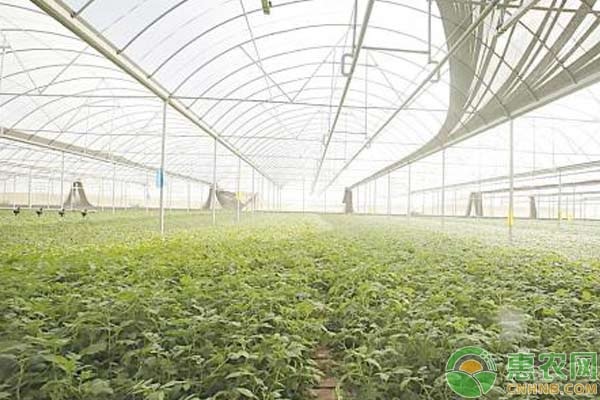 四月蔬果種植管理指導(dǎo)意見-圖片版權(quán)歸惠農(nóng)網(wǎng)所有