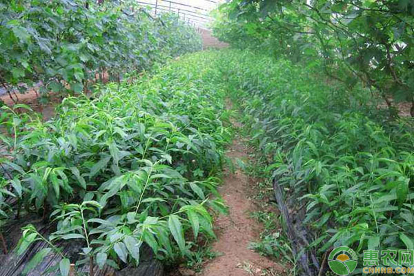 4月可以種植什么樹？這六種樹此時(shí)種成活率高！-圖片版權(quán)歸惠農(nóng)網(wǎng)所有
