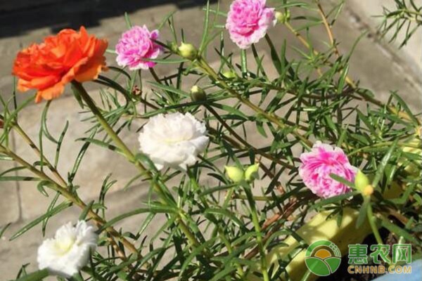 4月种植什么花？养护要点有哪些？-图片版权归惠农网所有