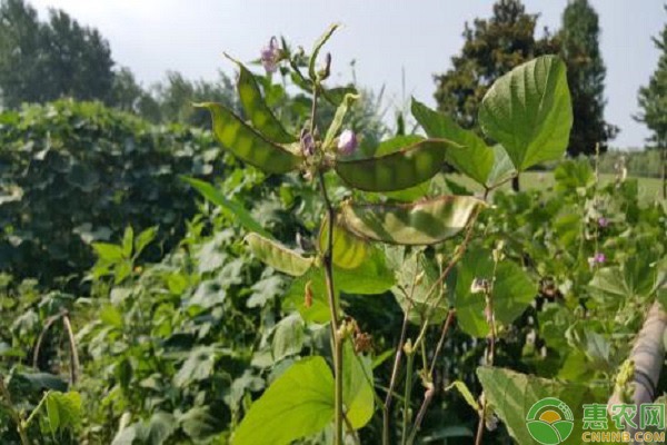 扁豆种植技术与管理-图片版权归惠农网所有