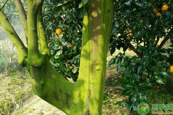 柑橘青苔病發(fā)病原因及防治措施-圖片版權(quán)歸惠農(nóng)網(wǎng)所有