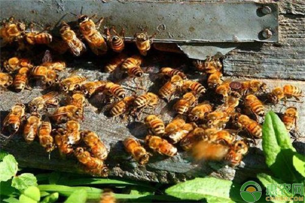 蜜蜂什么時候繁殖快？蜜蜂繁殖的方法介紹-圖片版權(quán)歸惠農(nóng)網(wǎng)所有