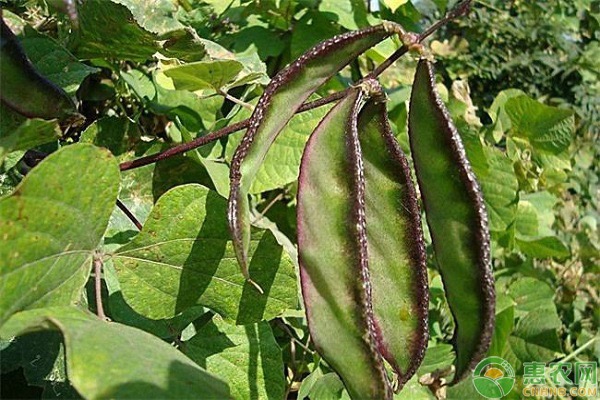 扁豆种植技术与管理-图片版权归惠农网所有