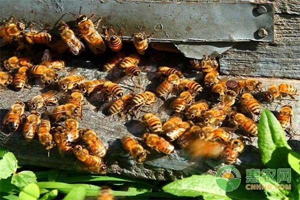 蜜蜂白堊病的防治技巧-圖片版權歸惠農(nóng)網(wǎng)所有