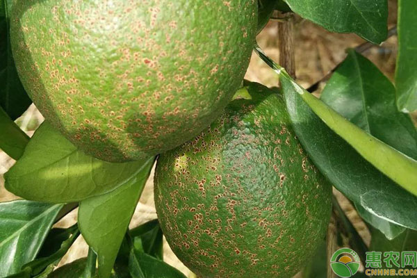 柑橘砂皮病表現(xiàn)癥狀及防治方法-圖片版權歸惠農網(wǎng)所有